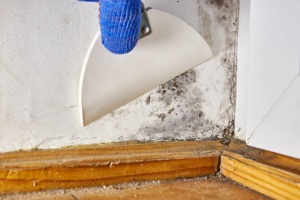 Best Dehumidification Services  in Beechwood Village, KY